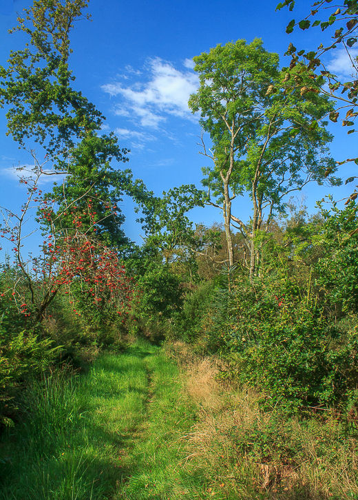 Infell Wood Infell Wood